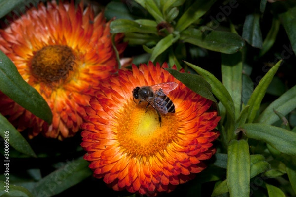 Obraz bee on red flower