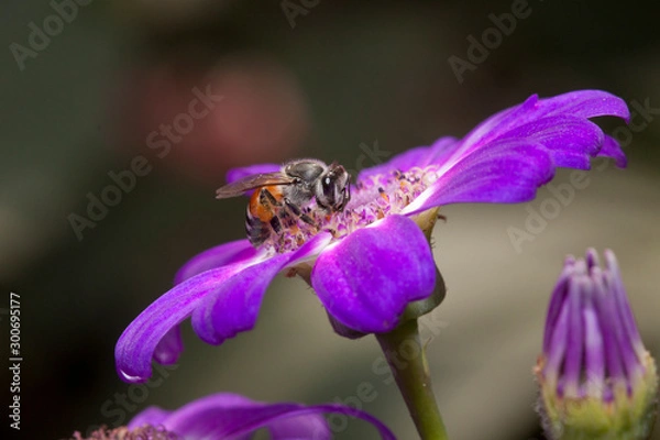 Obraz bee on a flower