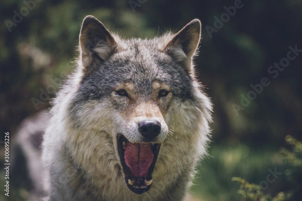 Fototapeta Close encounter with grey wolf in nature. Wildlife, wolf, wolves, bush, wilderness, usa, predator, killer, animal concept.