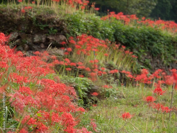 Fototapeta 彼岸花　棚田