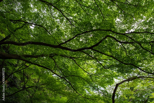 Fototapeta 夏の紅葉