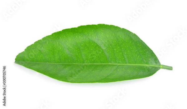 Obraz Lemon leaves isolated on white