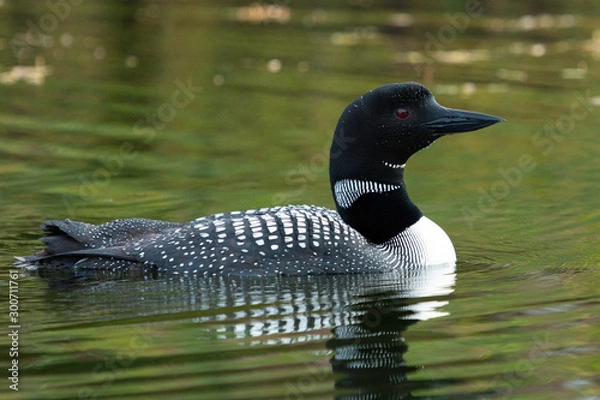 Obraz Alaska Loon