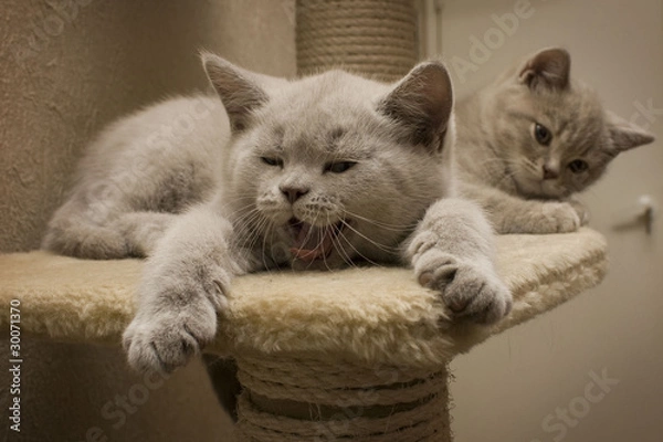 Obraz Котенок