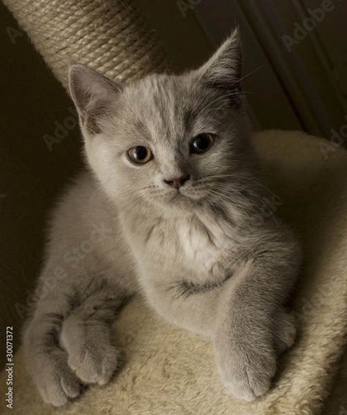 Obraz Котенок