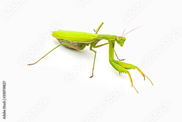 Obraz Observing religious mantis