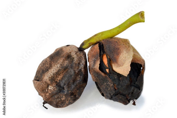 Fototapeta Walnuts infested with walnut fruit fly