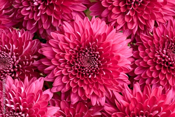 Fototapeta chrysanthemum