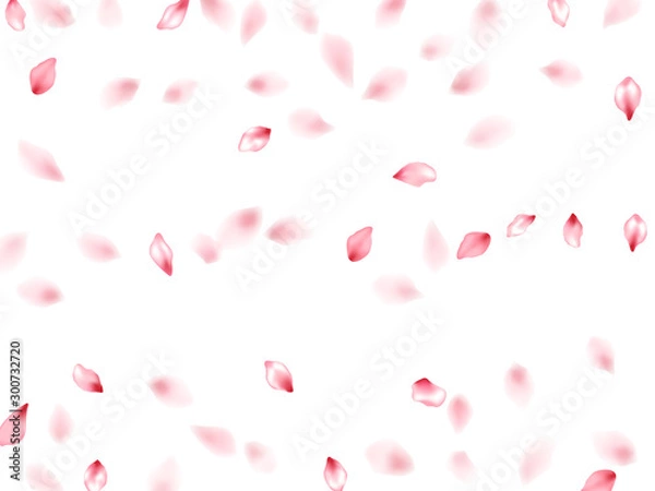 Obraz Pink sakura flower flying petals isolated on white vector background.