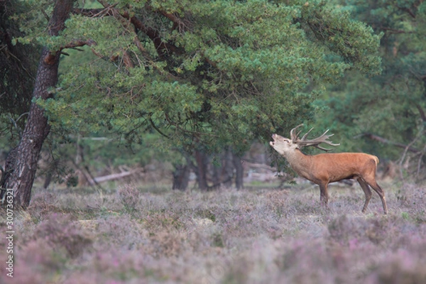 Obraz red deer, Cervus elaphus