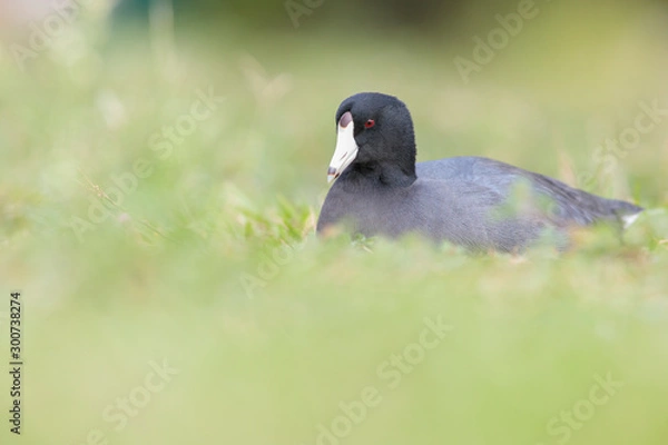 Obraz American coot  resting on the grass
