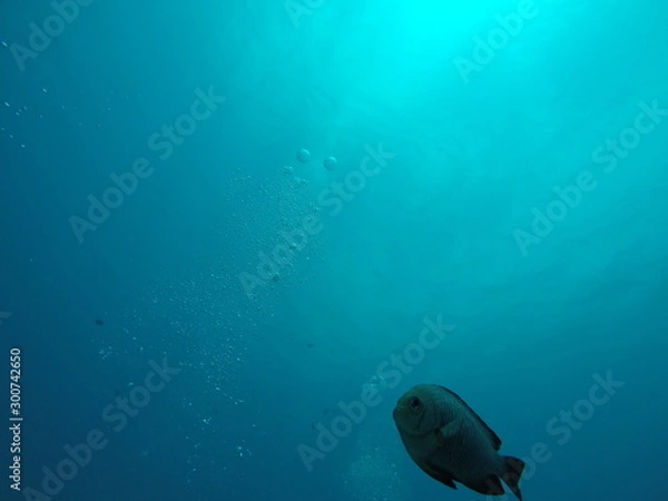 Fototapeta fish in ocean