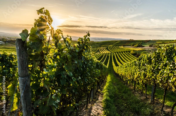 Obraz Winnica w Rheinhessen o zachodzie słońca