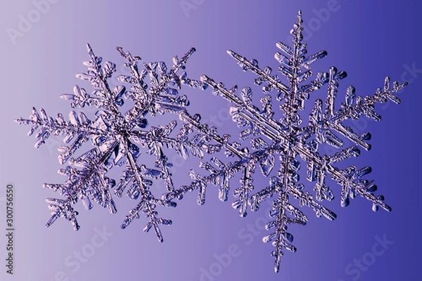 Fototapeta real snowflakes