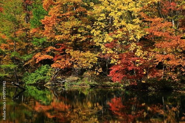 Fototapeta 紅葉の八幡平