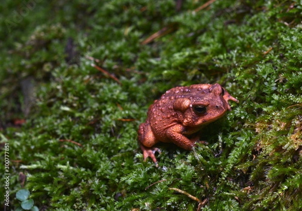 Obraz American Toad on mossy flora