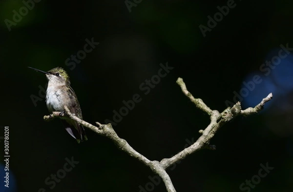 Obraz Ruby Throated Hummingbird on Branch