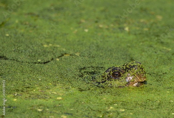 Obraz Snapping Turtle in Bog