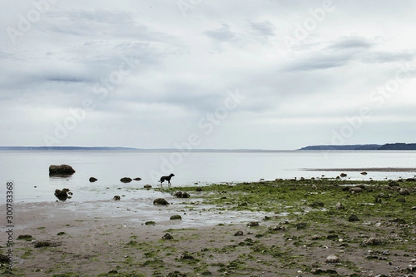 Obraz Dog On Beach