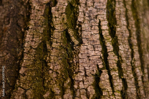 Obraz tree trunk  barkbranch natural wood grain vertical bark