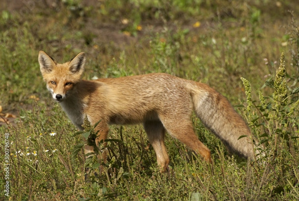 Obraz red fox vulpes vulpes
