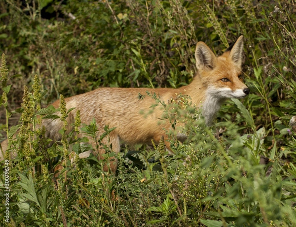 Fototapeta red fox in grass
