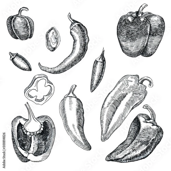 Fototapeta Set of different peppers. Pieces of pepper and whole fruit. Graphics. Hand drawn