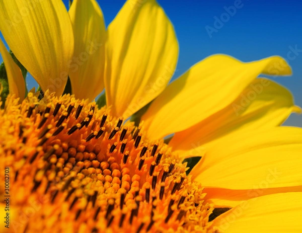 Fototapeta Sunflower