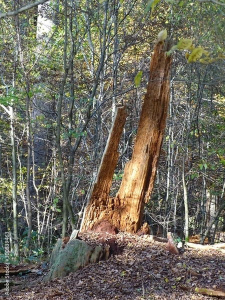 Fototapeta Baumrinde