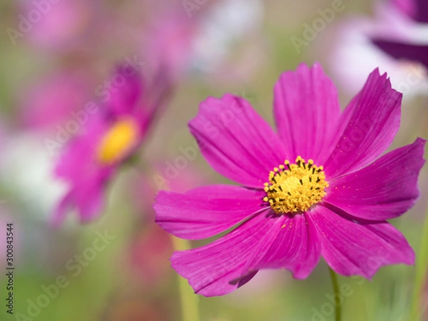 Obraz コスモスの花