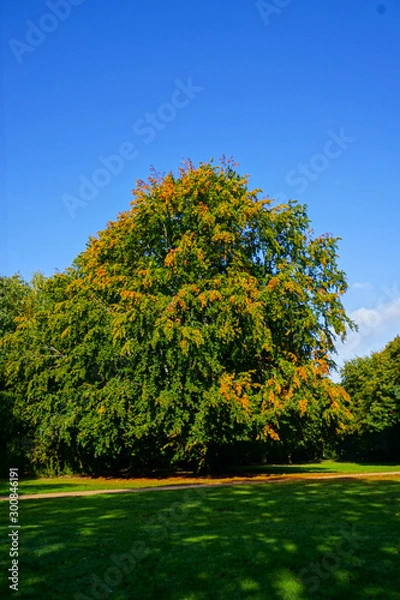 Fototapeta tree in a park