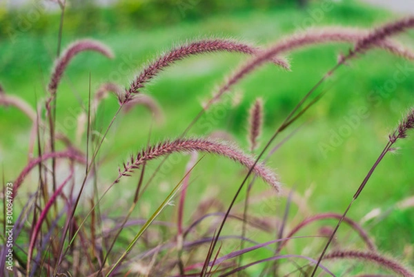 Fototapeta grass on a background