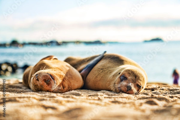 Obraz Galapagos, Ecuador