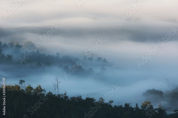 Fototapeta Fog over forest.