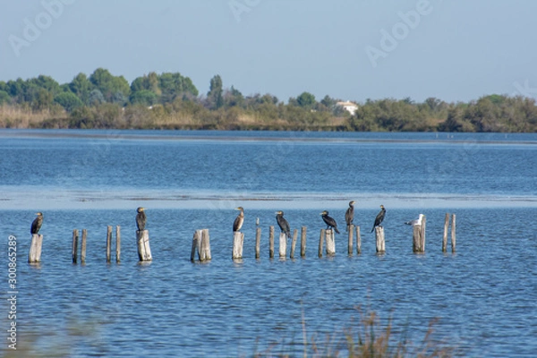 Fototapeta camargues