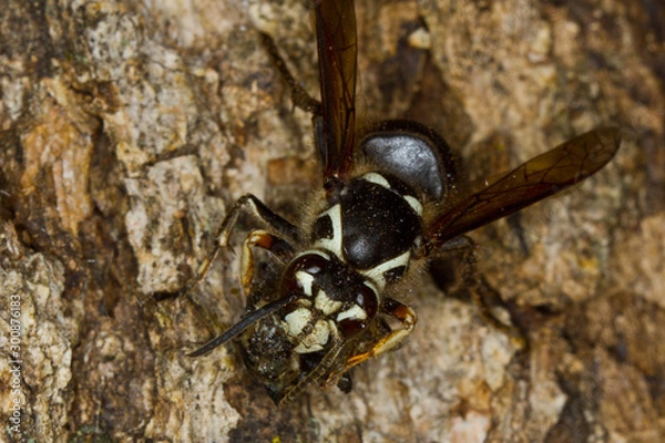Obraz Baldfaced Hornet, Dolichovespula maculata