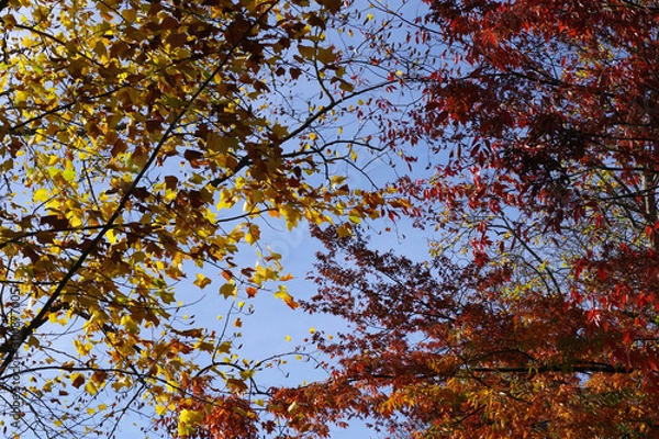 Fototapeta Feuillages d'automne