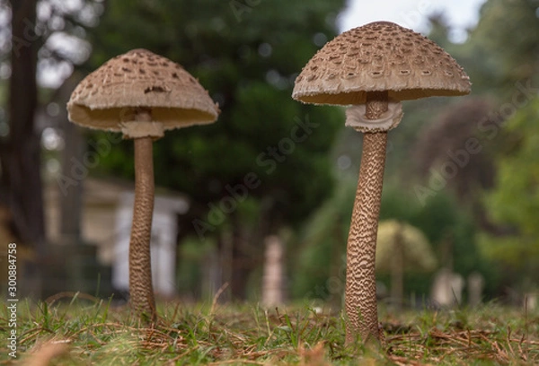 Fototapeta 'Pairasol' (Macrolepiota procera)