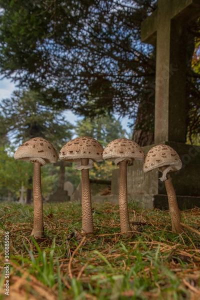 Obraz Parasol (Macrolepiota procera)