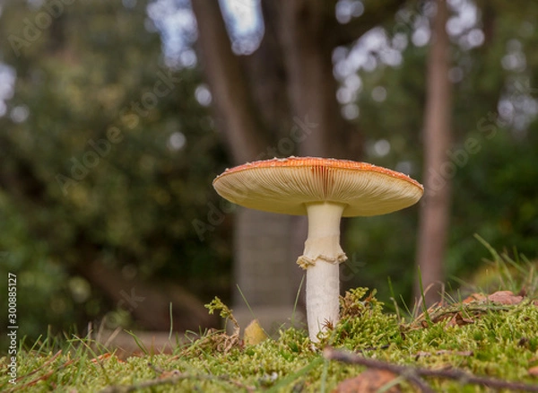 Fototapeta Fly Agaric (Amanita muscaria)