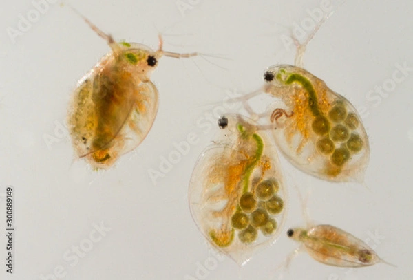 Fototapeta Daphnia water fleas from the pond