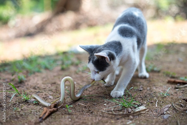 Obraz  Cats hunt for snakes.
