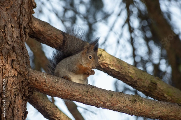 Fototapeta Cute squirrel eats a nut on the tree