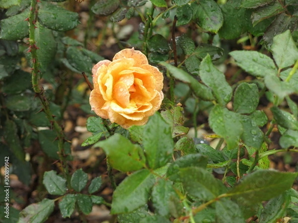 Obraz 雨に濡れた黄色いバラ