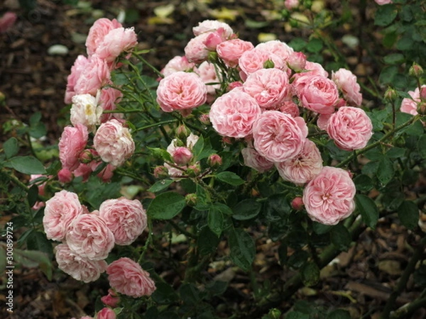 Obraz 雨に濡れたピンクのバラ