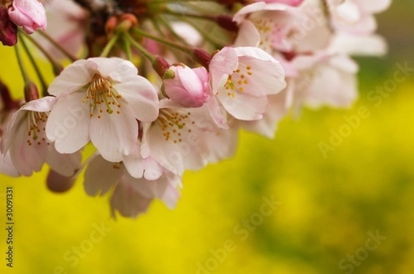 Obraz 桜と菜の花