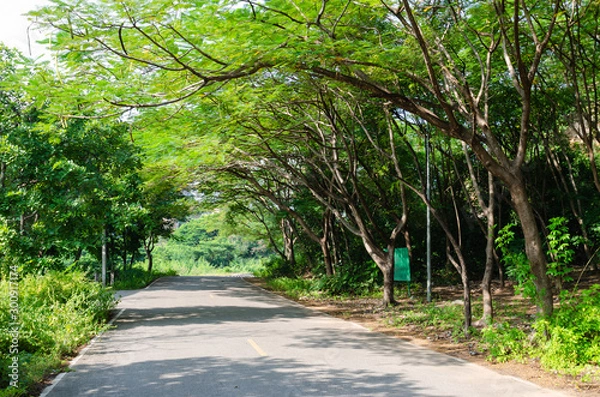 Obraz road in the forest