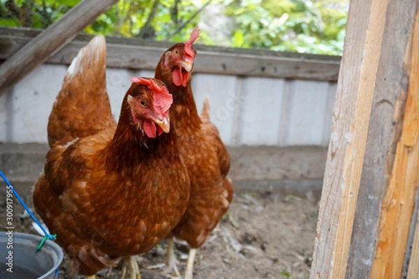 Obraz hen and chickens