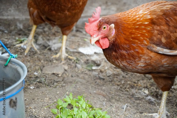 Obraz hen and chickens