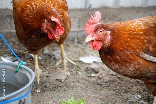 Obraz hen and chickens